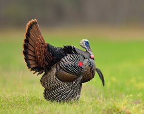 turkey-hunting-with-crossbow-broadside-shot-location