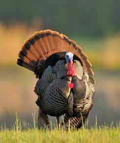 Turkey Hunting With a Crossbow | Tips | Ravin Crossbows